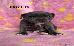 Staffordshire Bull Terrier dogs for sale: Stella & Astro Puppies - Image 6