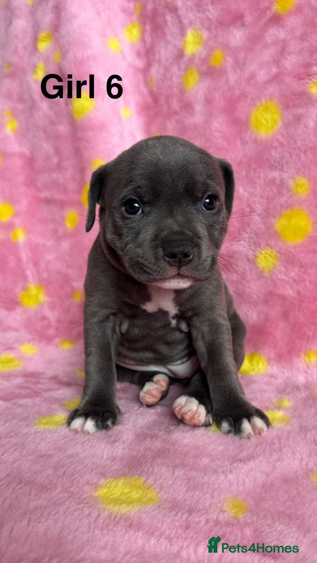 Staffordshire Bull Terrier dogs for sale: Stella & Astro Puppies - Image 6