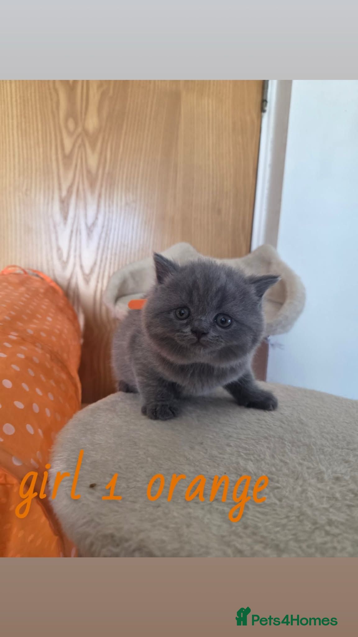 British Shorthair cats Beautiful British blue Shorthair  - Advert 2