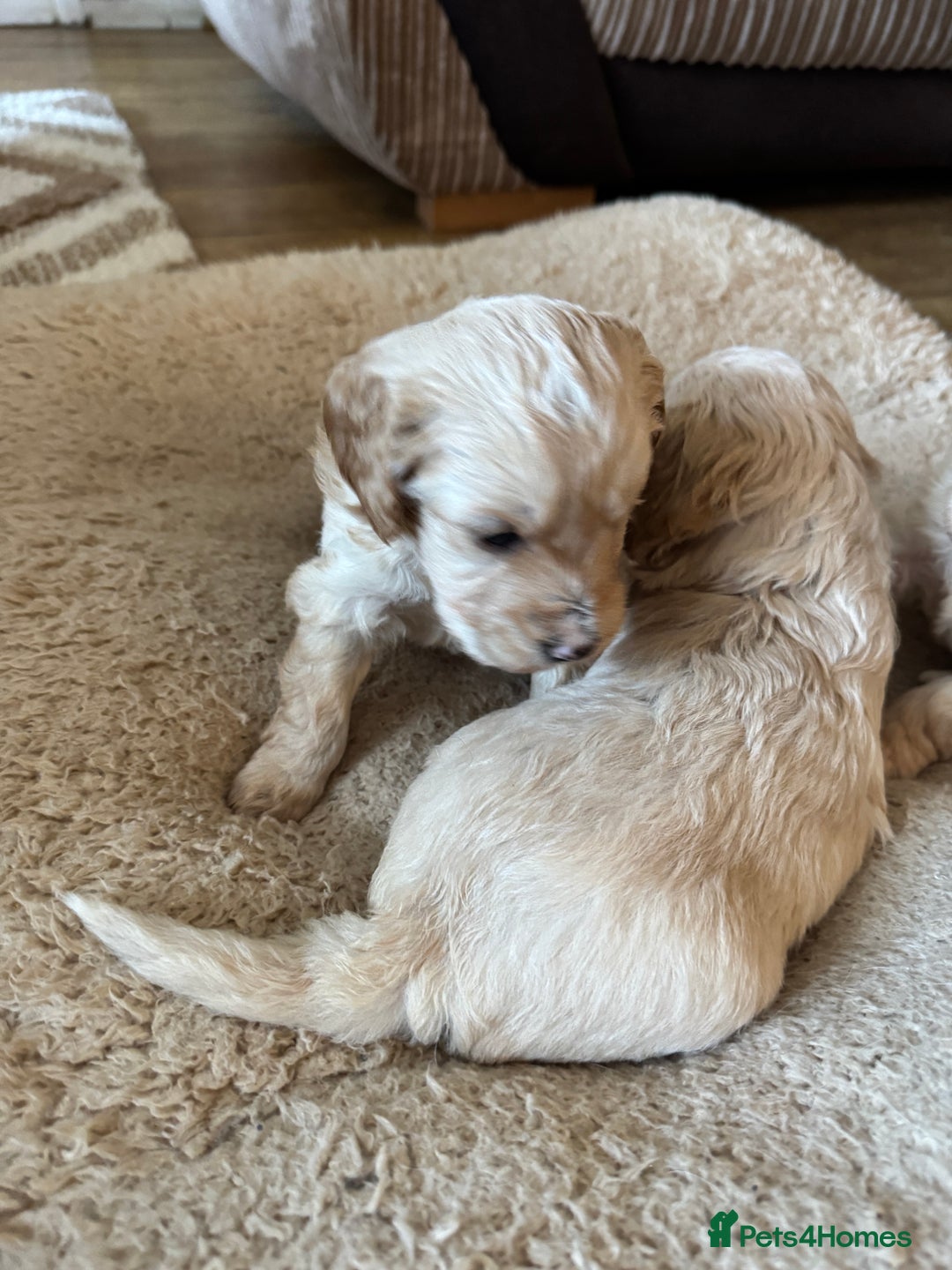 Cockapoo dogs for sale: F1 Cockerpoos - Advert 8