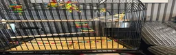 Cockatiels birds for sale: Female cockatiel - Advert 4