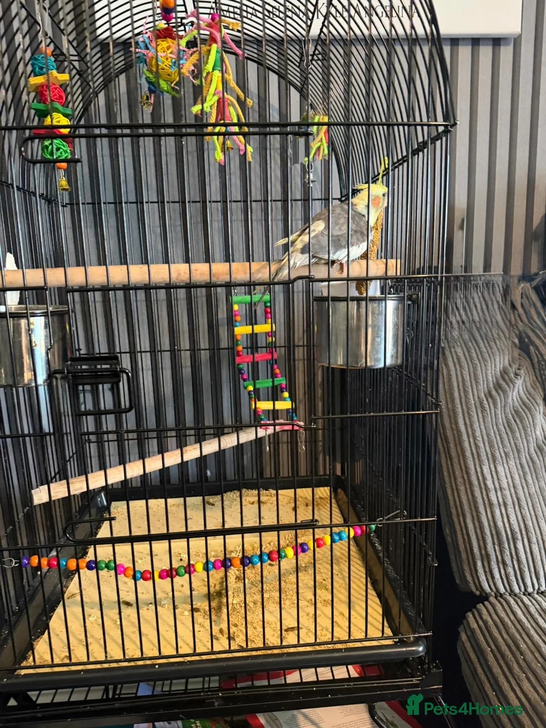 Cockatiels birds for sale: Female cockatiel - Advert 4