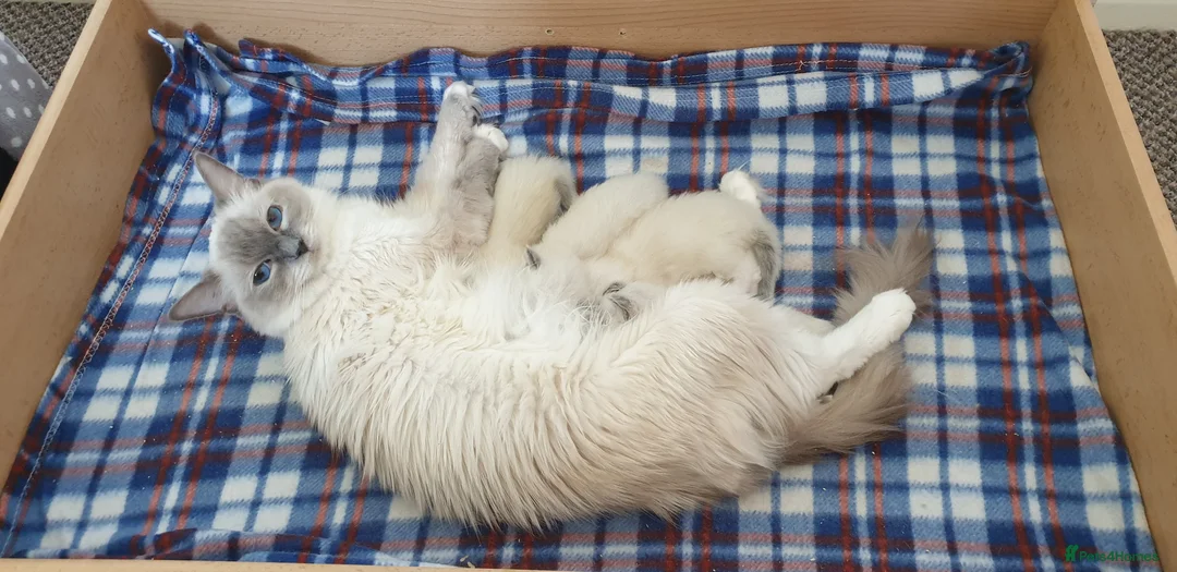 Ragdoll cats for sale: Lovely kittens ready for new parents  - Advert 13