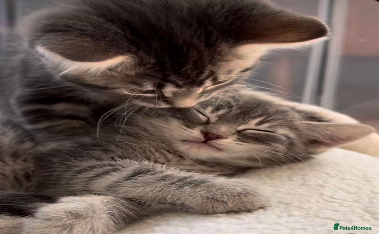 Mixed Breed cats - Advert 4