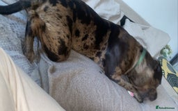 American Bulldog dogs for sale: 1 year old this mth(born Sept 24)American Bulldog - Image 2