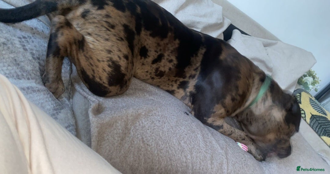 American Bulldog dogs for sale: 1 year old this mth(born Sept 24)American Bulldog - Image 2