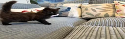 Ragdoll cats for sale: Gorgeous male brown ragdoll cross kitten for sale - Advert 13