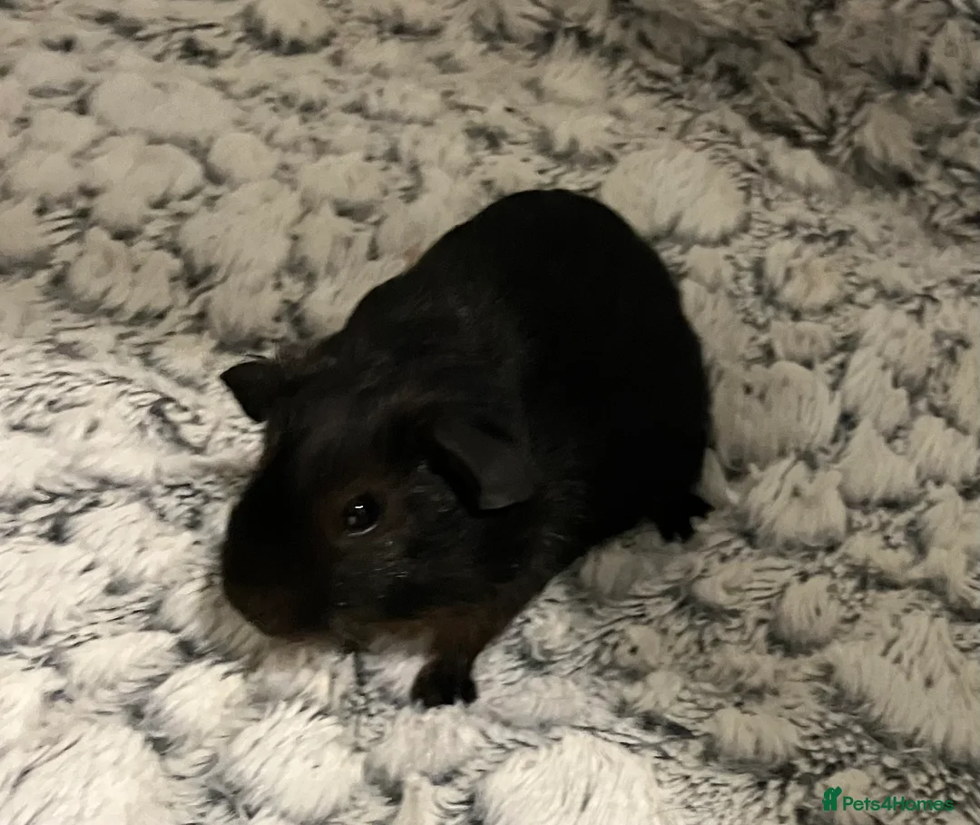 Guinea Pig rodents for sale: Purebred Black Tan guinea pigs (pair Boars) - Advert 3