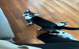 Domestic Shorthair cats for sale: Kittens looking for their forever home - Image 7