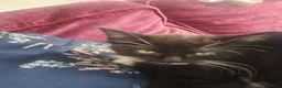Mixed Breed cats for sale: 2 boy kittens for sale  in Bridgwater - Advert 5