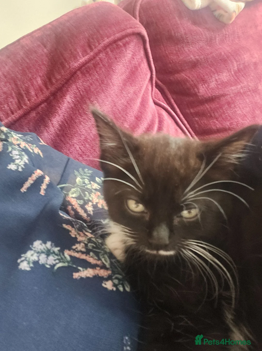 Mixed Breed cats for sale: 2 boy kittens for sale  in Bridgwater - Advert 5