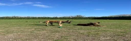 Belgian Shepherd Dog dogs for sale: Stunning Belgian Malinois puppies  - Advert 26