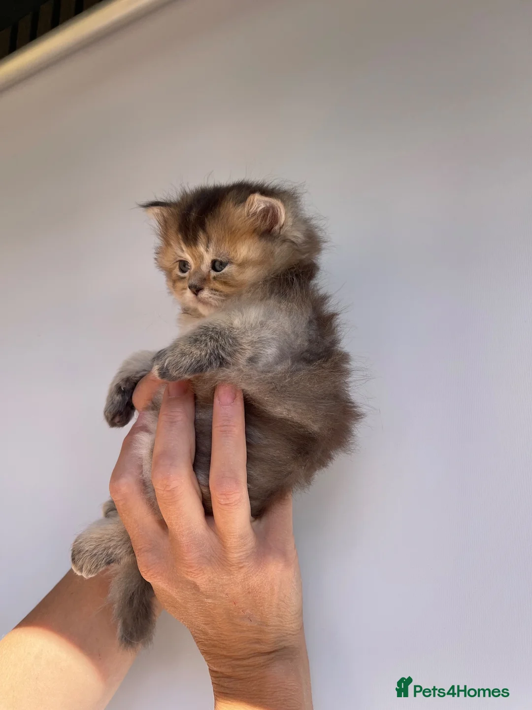 Scottish Fold cats for sale: PUREBRED SCOTTISH FOOD LONGHAIR & SHORTHAIR KITTEN - Advert 2