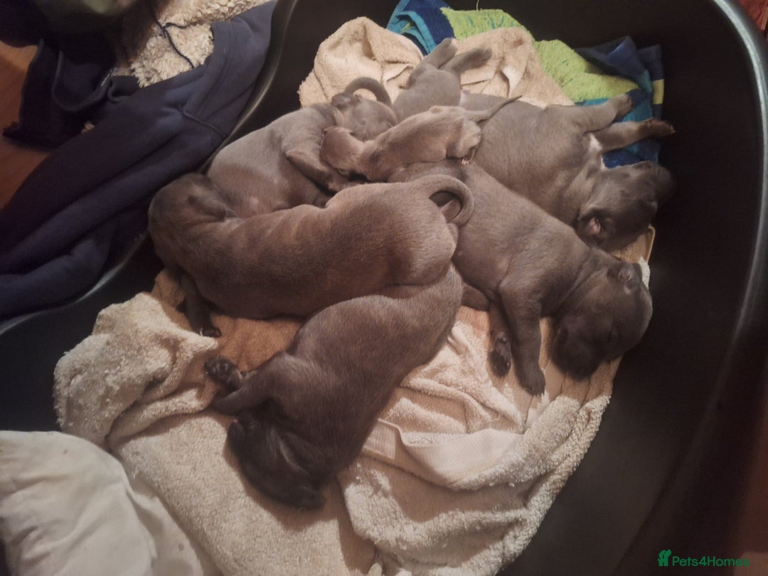 Mixed Breed dogs for sale: Blue staff whippet Cross  - Advert 5