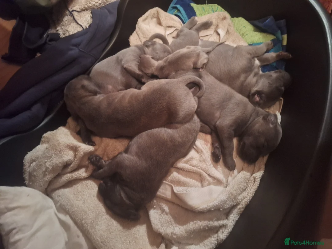 Mixed Breed dogs for sale: Blue staff whippet Cross  - Advert 5