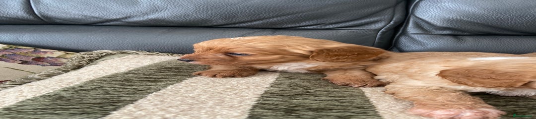 Cavapoo Puppy 2