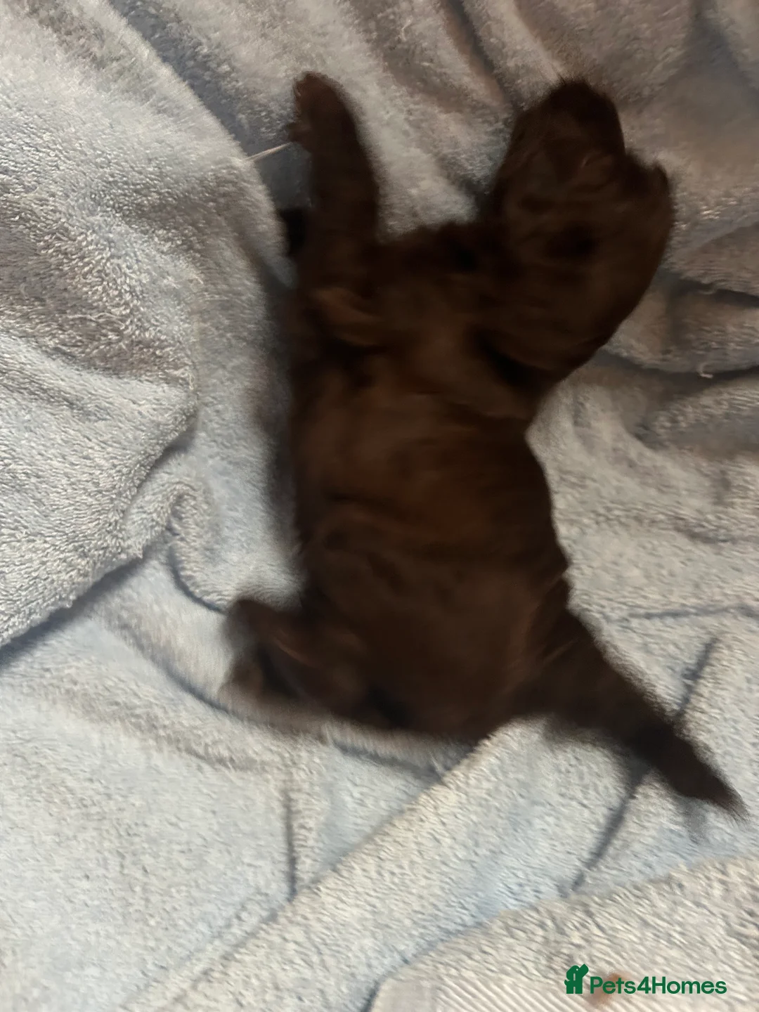 Cockapoo dogs for sale: Cockerpoo puppies  - Advert 9