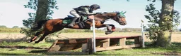 English Thoroughbred horses for sale: All rounder mare for sale  in Newmarket - Advert 2