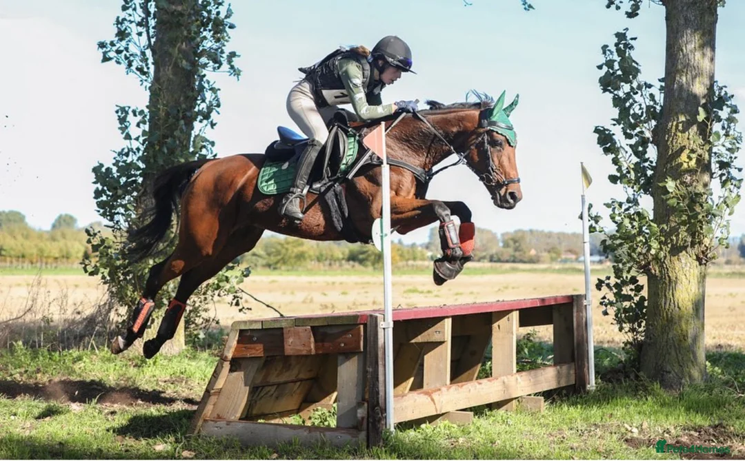 English Thoroughbred horses for sale: All rounder mare for sale  in Newmarket - Advert 2