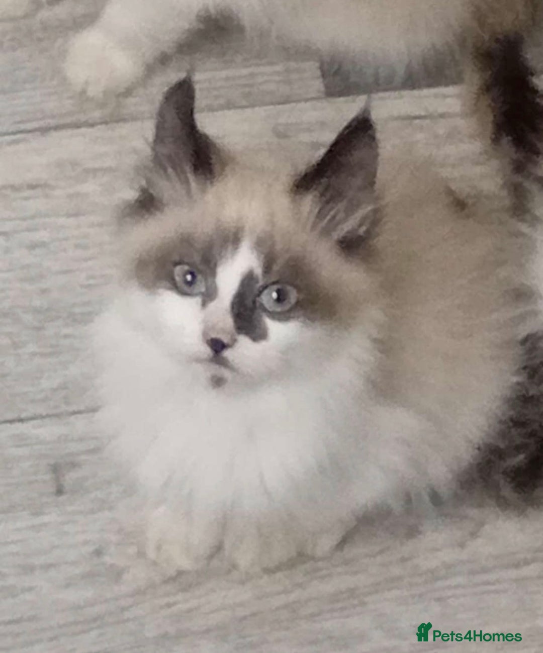 Maine Coon cats for sale: Maine Coon X Kittens - Advert 11