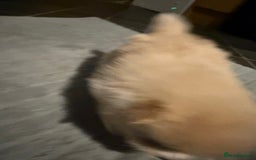 Pomeranian dogs for sale: Two Male Pomeranian’s!  - Advert 15