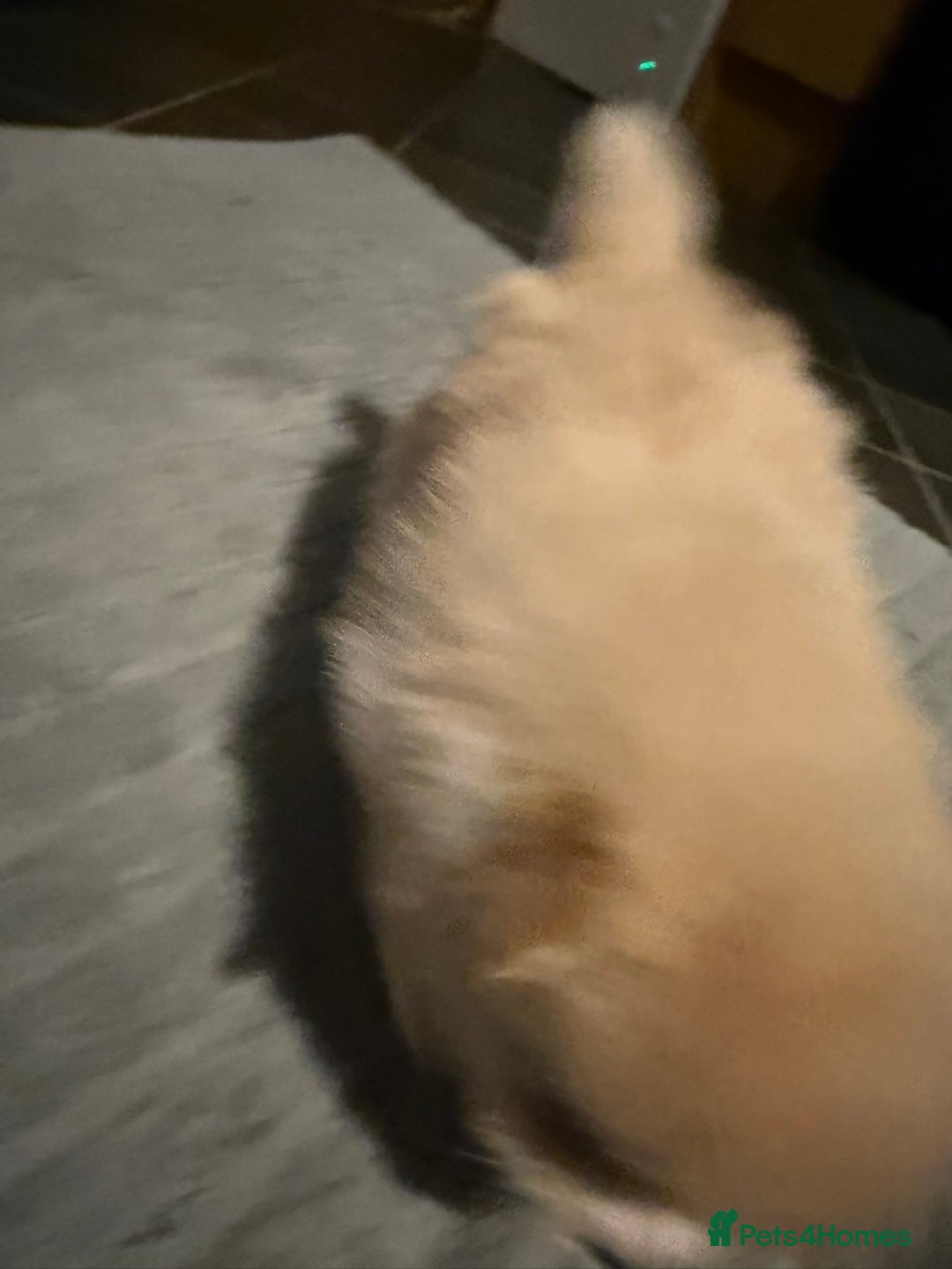 Pomeranian dogs for sale: Two Male Pomeranian’s!  - Advert 15