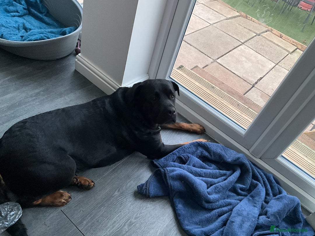 Rottweiler dogs for sale: FEMALE ROTTWEILER - Advert 1