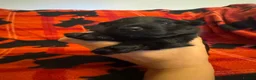 Scottish Terrier dogs for sale: Stunning Pedigree Scottish Terrier Puppies  - Advert 5
