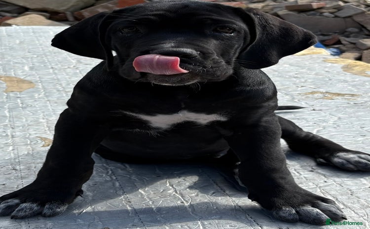 Cane Corso dogs - Advert 1