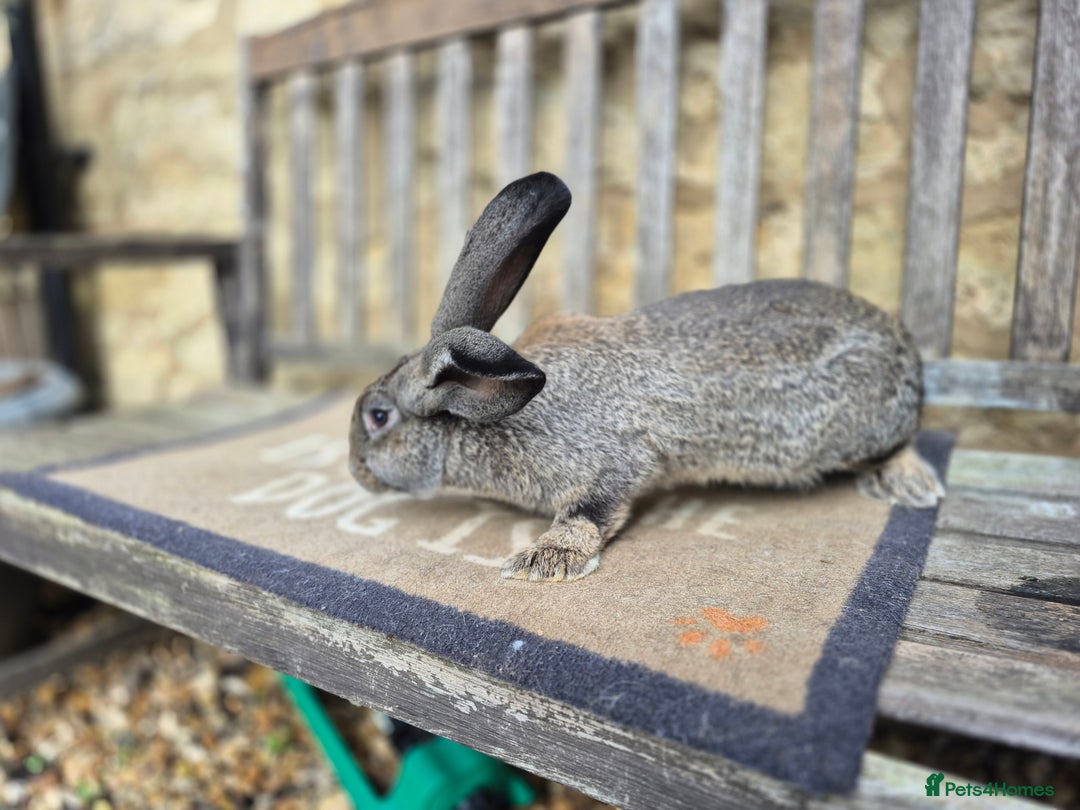 Continental Giant rabbits for sale: Pure Continental Giant Vaccinated  - Image 9