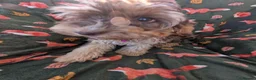 Cockapoo dogs for sale: 🌟 Superb chocolate sable cockapoo pups 🌟 in Maldon - Advert 13