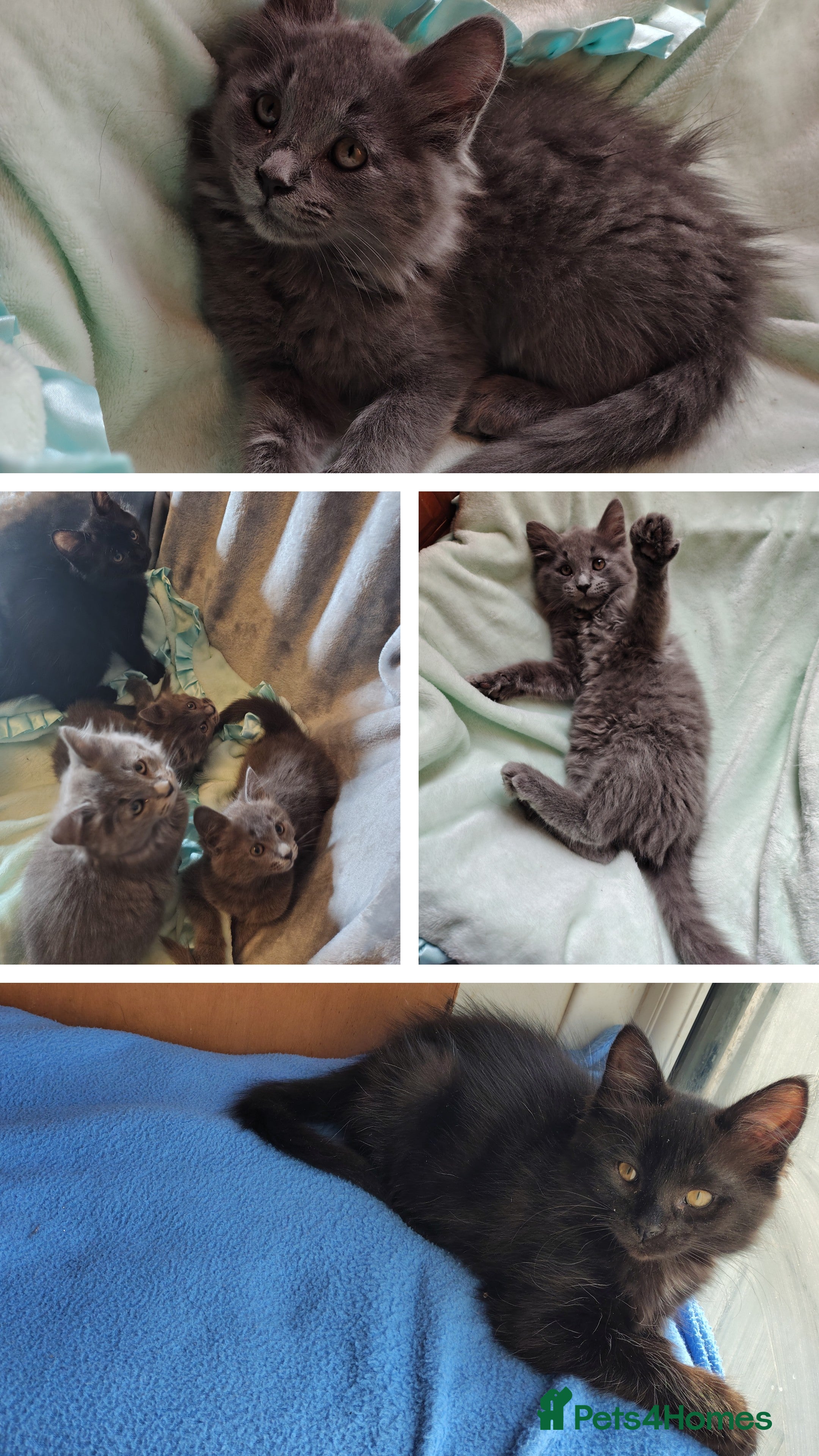 Mixed Breed cats Long haired grey kittens +black, black mum+greydad - Advert 1