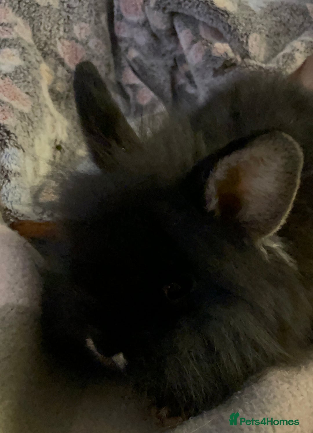 Lionhead rabbits for sale: bunnies - Advert 20