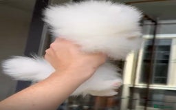 Pomeranian dogs for sale: Russian bloodline pomeranian girl - Image 2