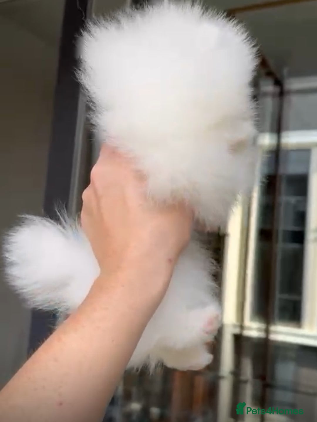Pomeranian dogs for sale: Russian bloodline pomeranian girl - Image 2
