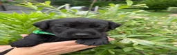 Labrador Retriever dogs for sale: Beautiful KC Black Labrador Retriever Puppies  - Advert 20