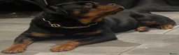 Rottweiler dogs for sale: Nice big chunky block head rottweilers  - Advert 3