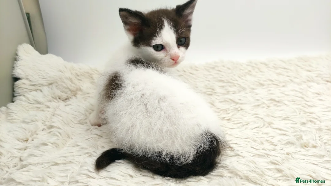 LaPerm cats for sale: Curly LaPerm kittens GCCF reg  - Advert 18