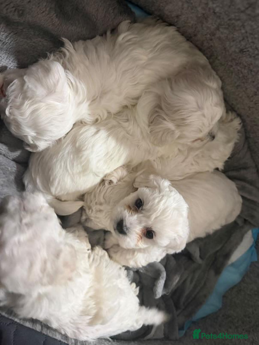 Bichon Frise dogs for sale: Bichon puppies  - Image 2