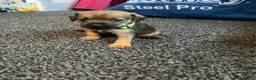 Border Terrier dogs for sale: **Border Terrier Puppies** in Glasgow - Advert 14