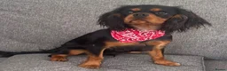 Cavalier King Charles Spaniel dogs for sale: KC Registered KCCS B&T boy for sale  - Advert 11