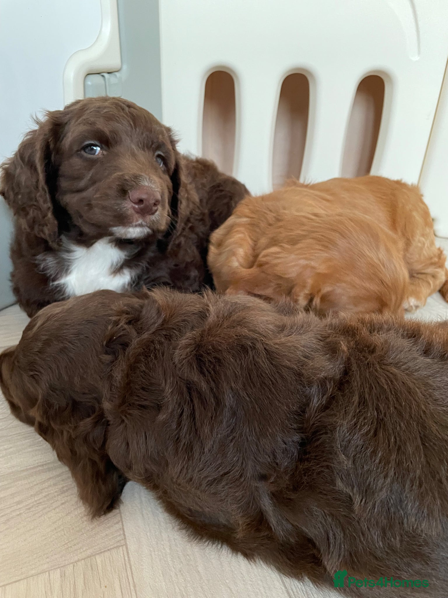 Cocker Spaniel dogs Chunky Thick Coated Working Cocker Pups LAST BOY!! - Advert 2