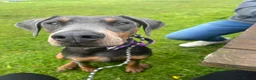 Dobermann dogs for sale: Female blue Doberman  - Advert 1