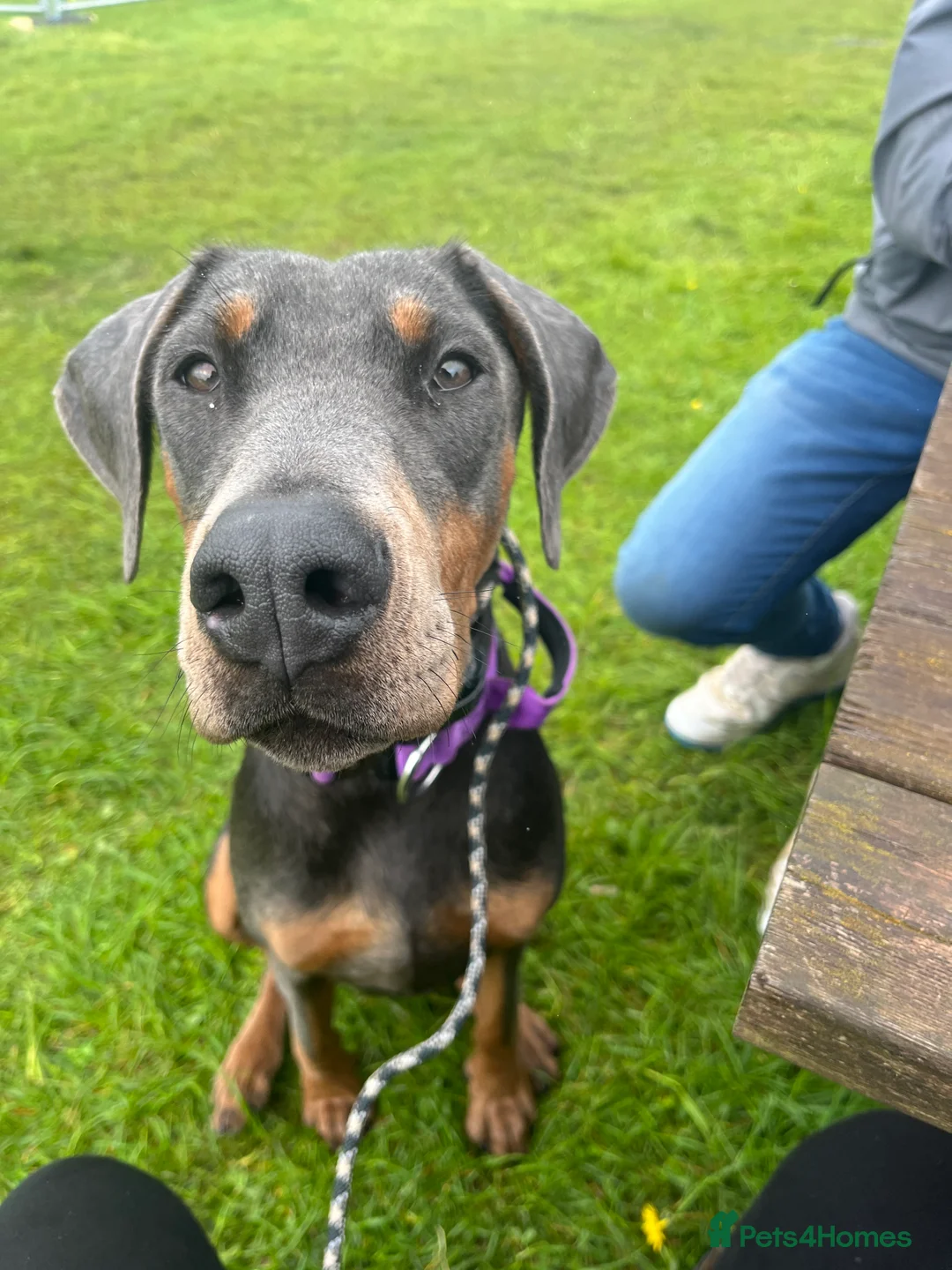 Dobermann dogs for sale: Female blue Doberman  - Advert 1