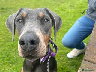 Dobermann dogs Female blue Doberman - Advert 1