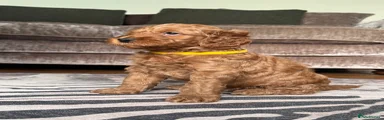 Goldendoodle Puppy 5