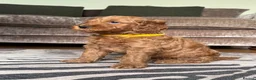 Goldendoodle dogs for sale: Outstanding Goldendoodles - Advert 19