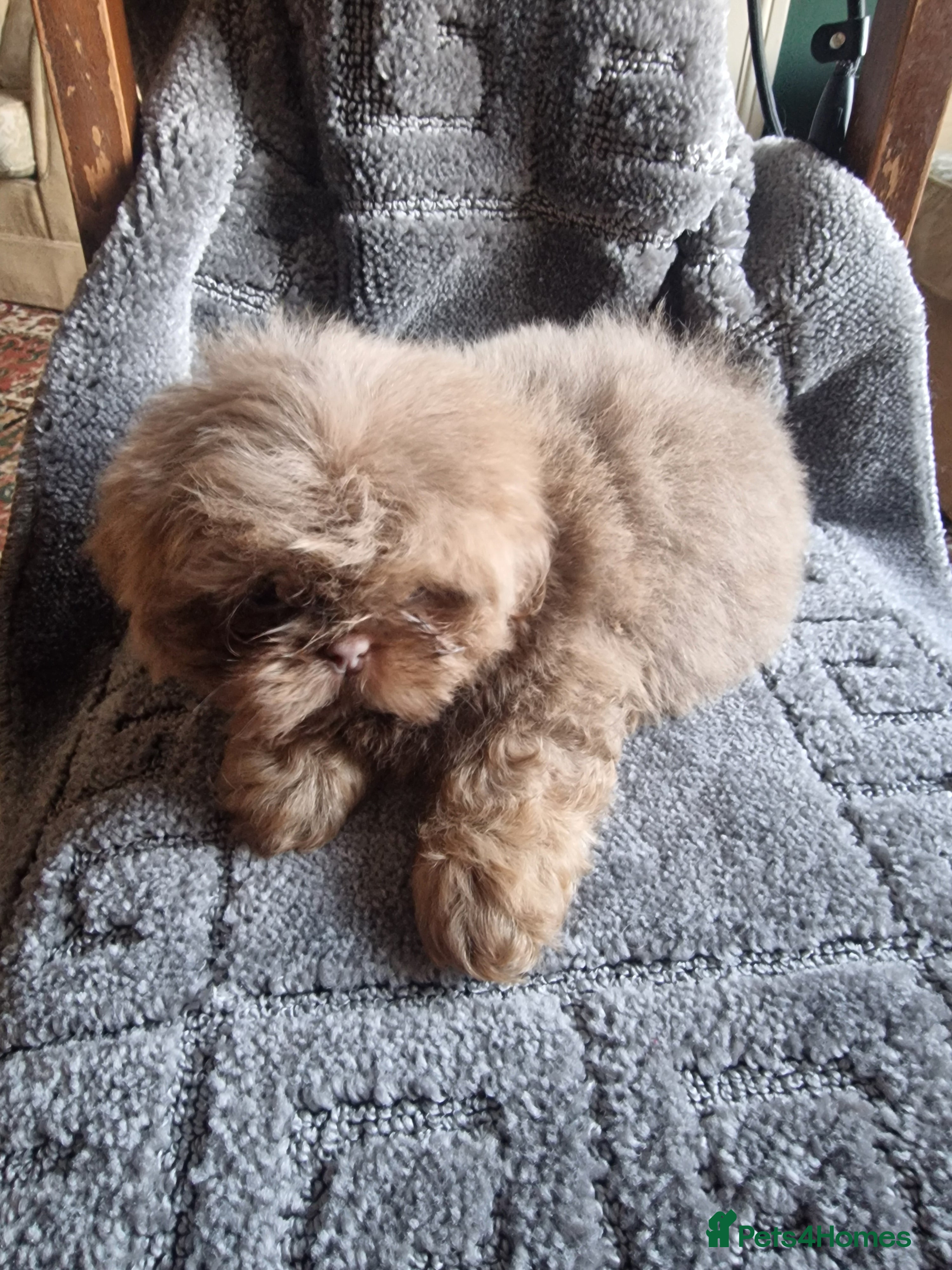 Shih Tzu dogs Beautiful shitzu puppies  - Advert 2