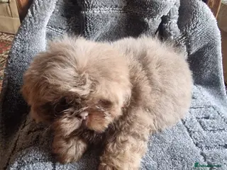 Shih Tzu dogs Beautiful shitzu puppies - Advert 2