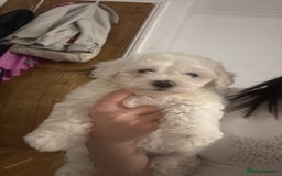 Bichon Frise dogs for sale:  bichon puppies for sale  - Advert 4